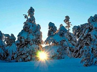 Die Sonne scheint durch dIe vereisten Bäume auf dem Brocken  "Die Sonne liegt auf dem schneebedeckten Boden und scheint durch vereiste Bäume."